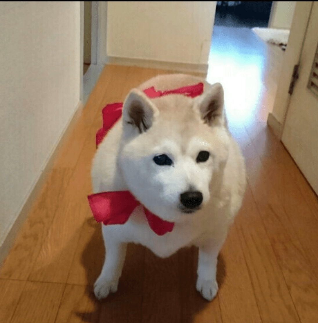 寺田拓真